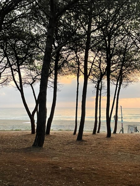 Alberi su una spiaggia con il mare in lontananza e un cielo al tramonto.