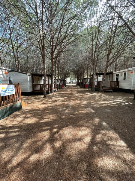 Una strada tra alberi con bungalow su entrambi i lati.