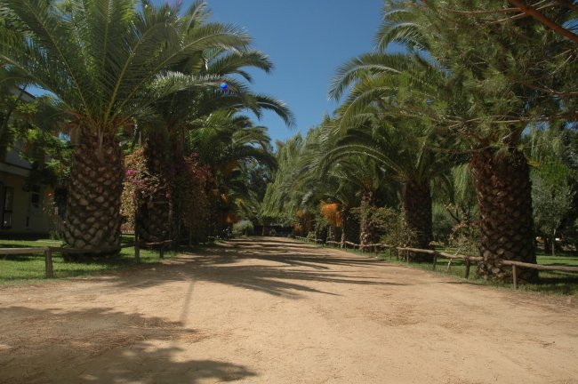 Alberi di palma allineati lungo un viale sabbioso.