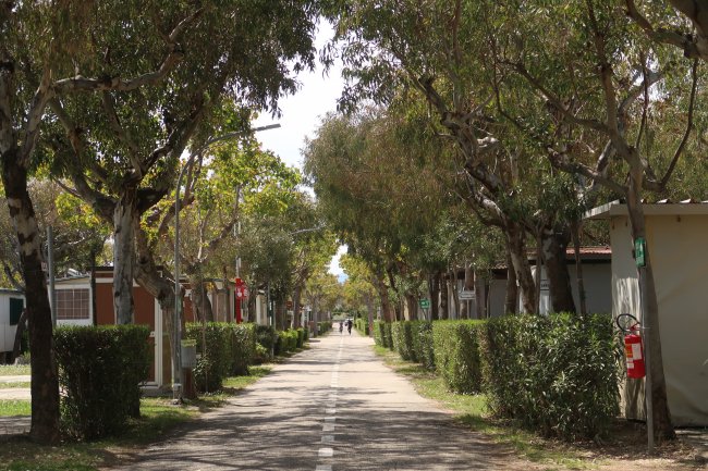 Viale alberato con case ai lati.