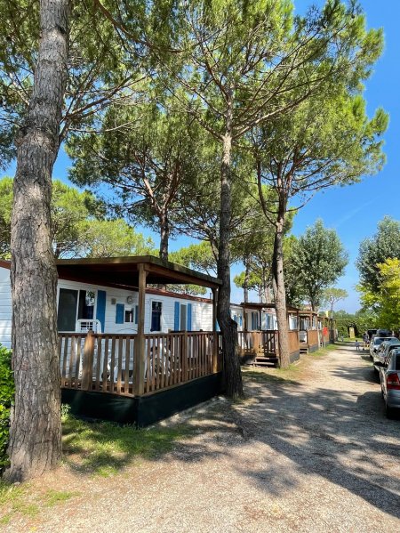 Villette in legno immerse tra gli alberi con un sentiero alberato.