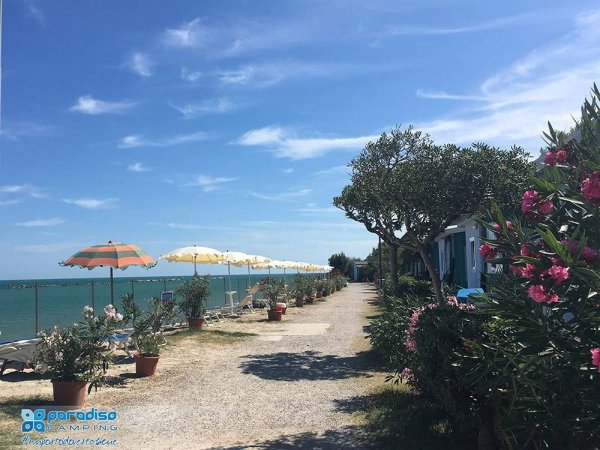 Sentiero costiero con ombrelloni e piante fiorite.