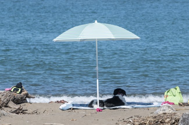 Cane sotto ombrellone su spiaggia.