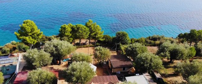 Vista aerea di alberi vicino al mare.