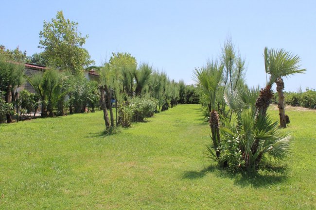 Giardino verde con alberi e cespugli sotto il cielo azzurro.