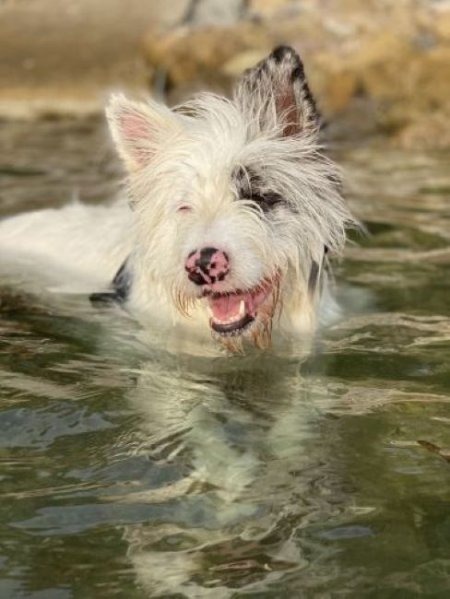 Cane bianco e nero nuota nell'acqua, con il muso bagnato.