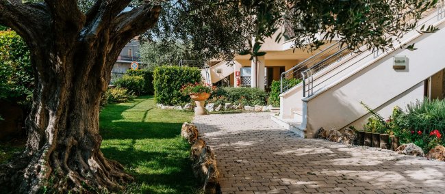 Sentiero in giardino con ulivo e prato.