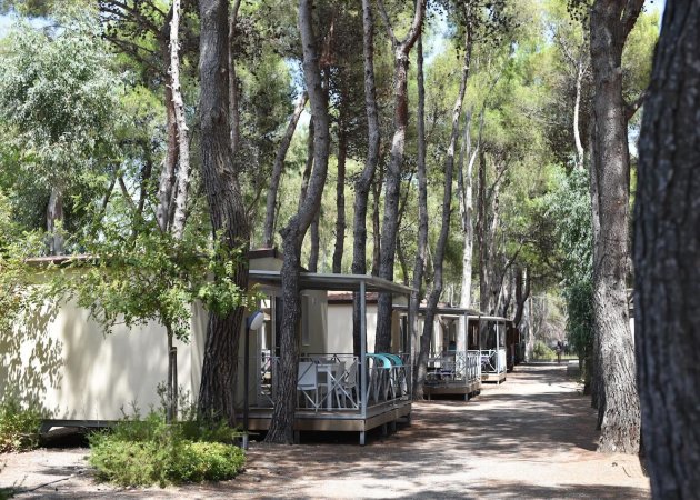 Bungalow tra alti pini in un'area boschiva.