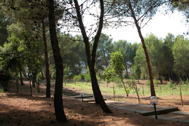 Sentiero nel bosco con gradini di pietra tra alberi alti e ombra.